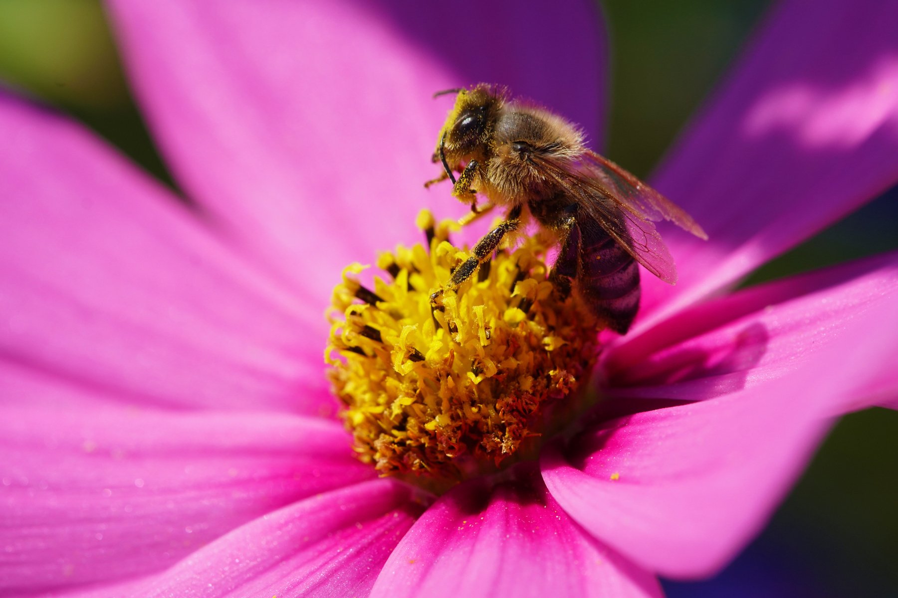 Busy Ashy Mining-Bee